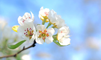 Blüten